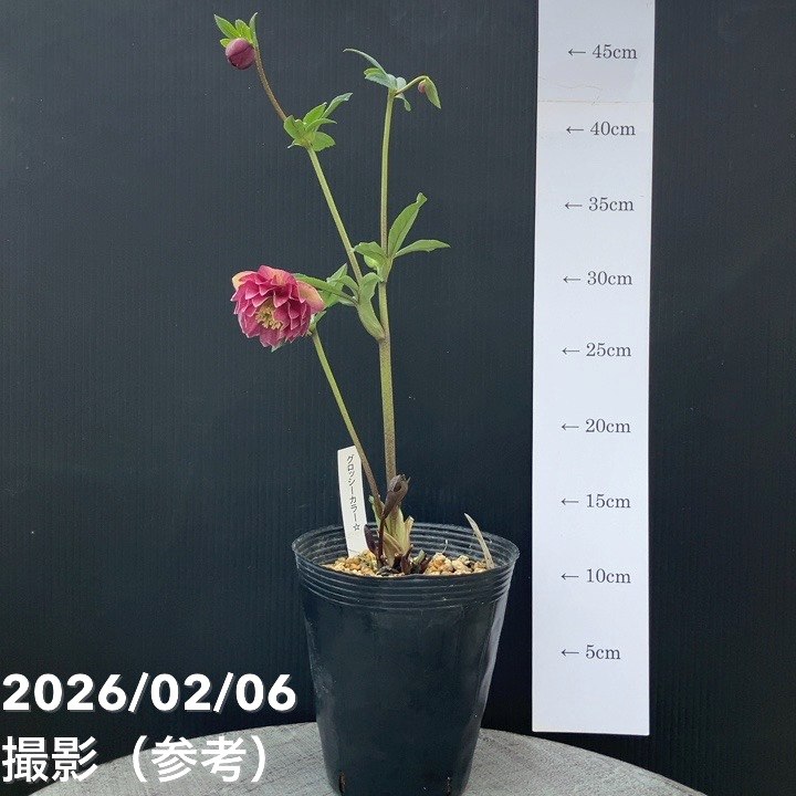 一点物】加藤農園 クリスマスローズ グロッシーカラー 4.5号（KT98