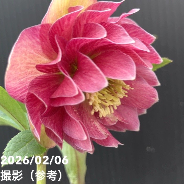 一点物】加藤農園 クリスマスローズ グロッシーカラー 4.5号（KT98