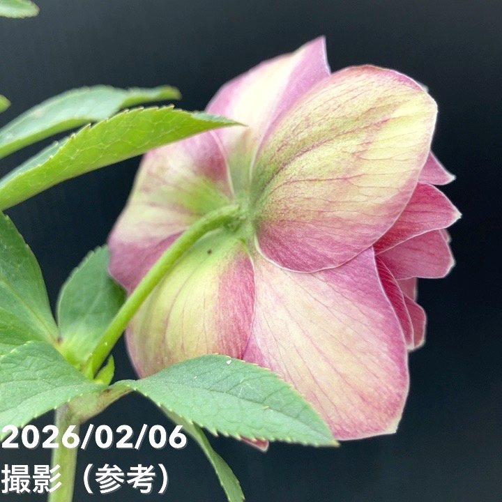 【お買い得一点物咲き進み株】加藤農園 クリスマスローズ グロッシーカラー 4.5号(KT98)|山野04-PA