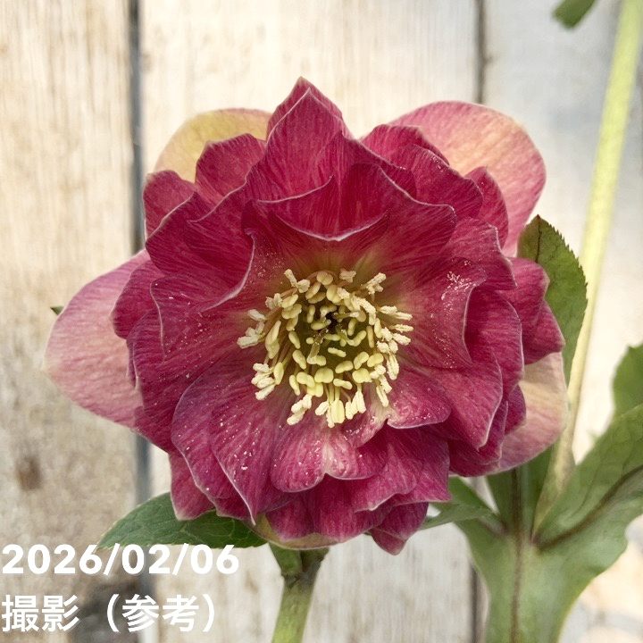 【お買い得一点物咲き進み株】加藤農園 クリスマスローズ グロッシーカラー 4.5号(KT98)|山野04-PA