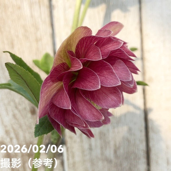 【お買い得一点物咲き進み株】加藤農園 クリスマスローズ グロッシーカラー 4.5号(KT98)|山野04-PA