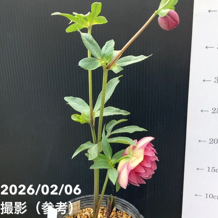 一点物】加藤農園 クリスマスローズ グロッシーカラー 4.5号（KT98