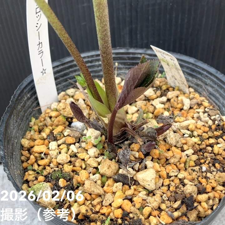 【お買い得一点物咲き進み株】加藤農園 クリスマスローズ グロッシーカラー 4.5号(KT98)|山野04-PA