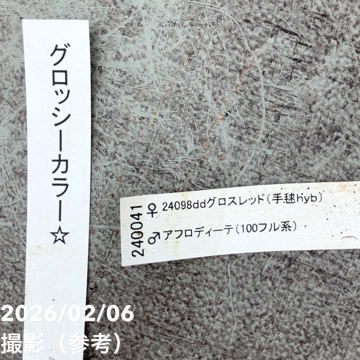 【お買い得一点物咲き進み株】加藤農園 クリスマスローズ グロッシーカラー 4.5号(KT98)|山野04-PA