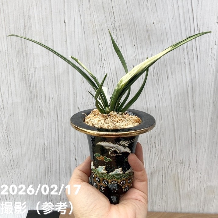 現品お届け】豊明園 万年青 オモト 関白（かんぱく）錦鉢（O66）｜観葉