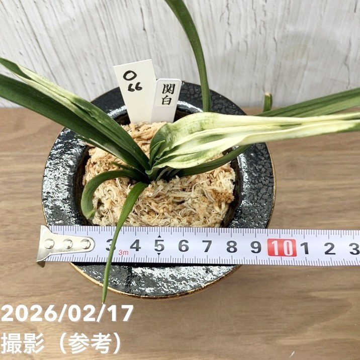 現品お届け】豊明園 万年青 オモト 関白（かんぱく）錦鉢（O66）｜観葉