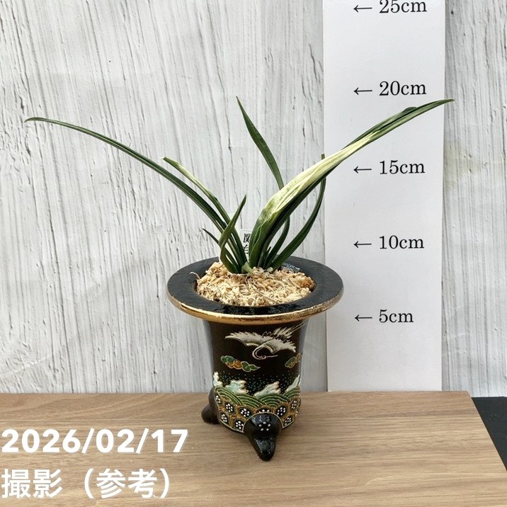 現品お届け】豊明園 万年青 オモト 関白（かんぱく）錦鉢（O66）｜観葉