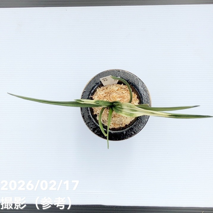 現品お届け】豊明園 万年青 オモト 関白（かんぱく）錦鉢（O66）｜観葉