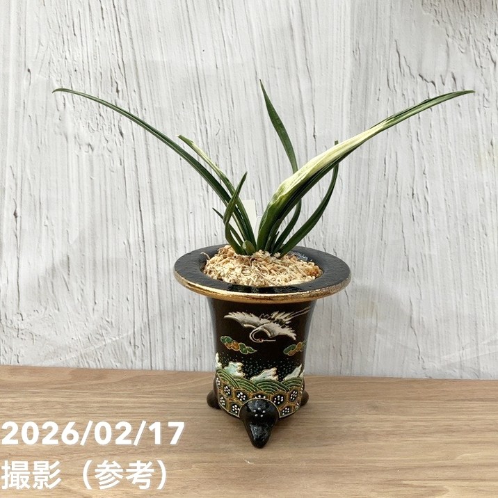 現品お届け】豊明園 万年青 オモト 関白（かんぱく）錦鉢（O66）｜観葉
