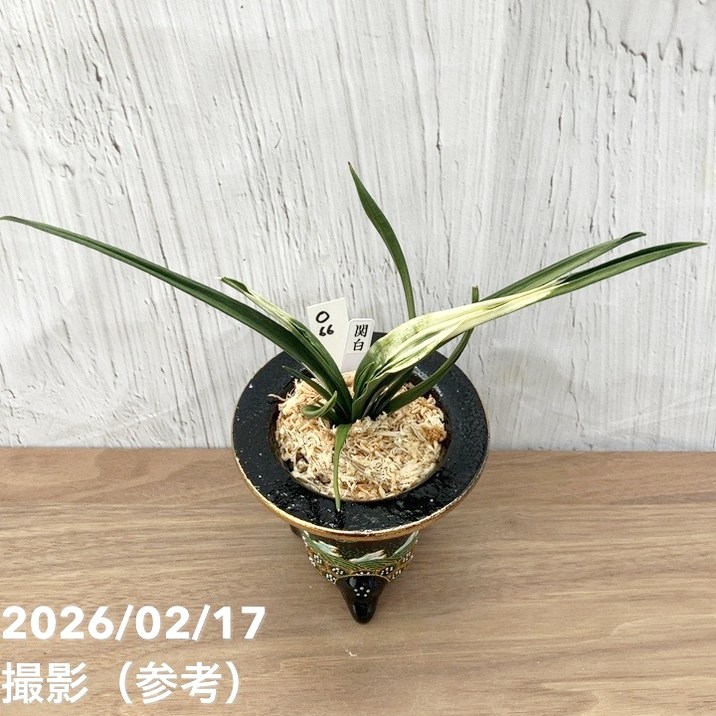 現品お届け】豊明園 万年青 オモト 関白（かんぱく）錦鉢（O66）｜観葉