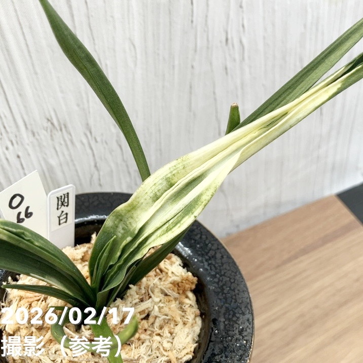 現品お届け】豊明園 万年青 オモト 関白（かんぱく）錦鉢（O66）｜観葉