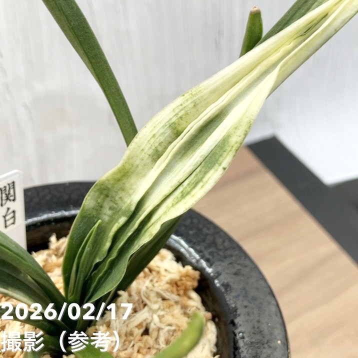 現品お届け】豊明園 万年青 オモト 関白（かんぱく）錦鉢（O66）｜観葉