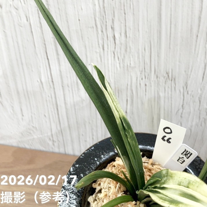 現品お届け】豊明園 万年青 オモト 関白（かんぱく）錦鉢（O66）｜観葉