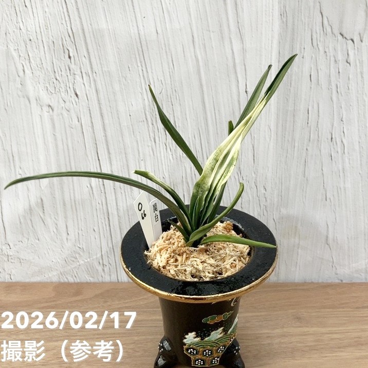 現品お届け】豊明園 万年青 オモト 関白（かんぱく）錦鉢（O66）｜観葉