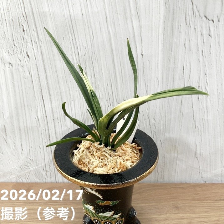 現品お届け】豊明園 万年青 オモト 関白（かんぱく）錦鉢（O66）｜観葉