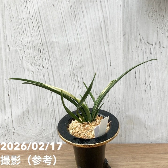 現品お届け】豊明園 万年青 オモト 関白（かんぱく）錦鉢（O66）｜観葉