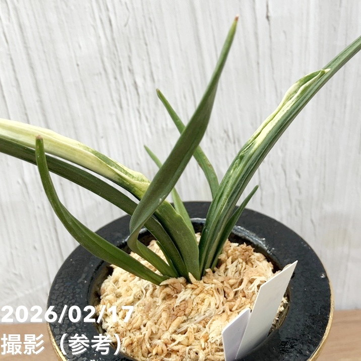 現品お届け】豊明園 万年青 オモト 関白（かんぱく）錦鉢（O66）｜観葉