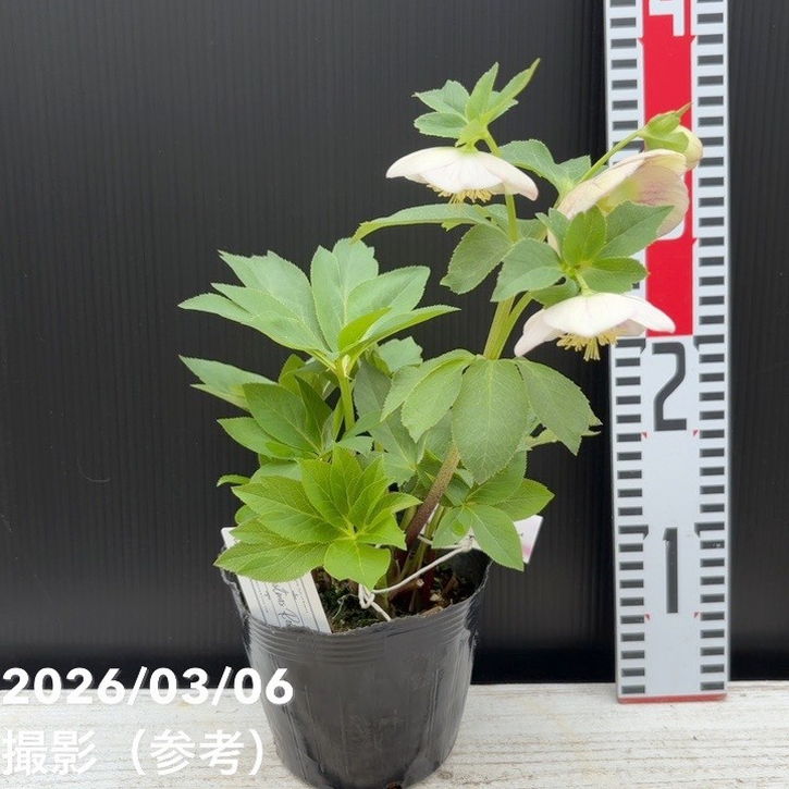 一点物】大和園 クリスマスローズ 4.5号（YA4）｜山野04-PA | 草花