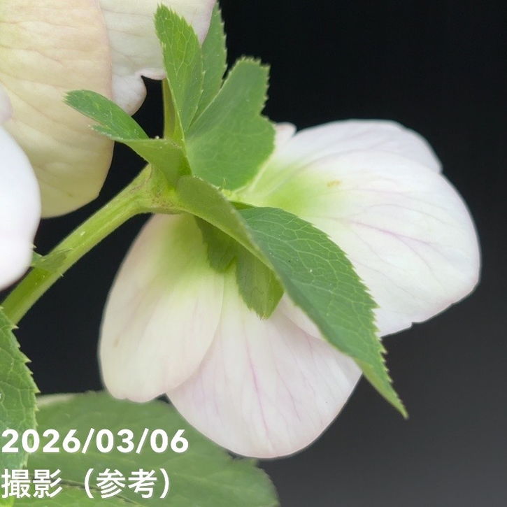 一点物】大和園 クリスマスローズ 4.5号（YA4）｜山野04-PA | 草花