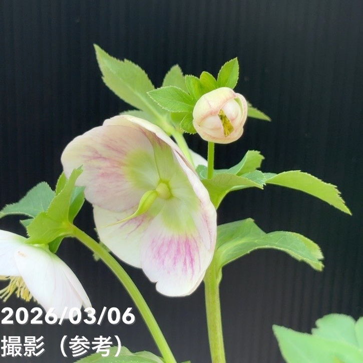 一点物】大和園 クリスマスローズ 4.5号（YA4）｜山野04-PA | 草花