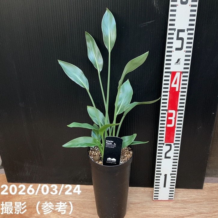ストレリチア ユンケア 3.5号ロング｜観葉10-TU | 観葉・多肉 | 赤塚
