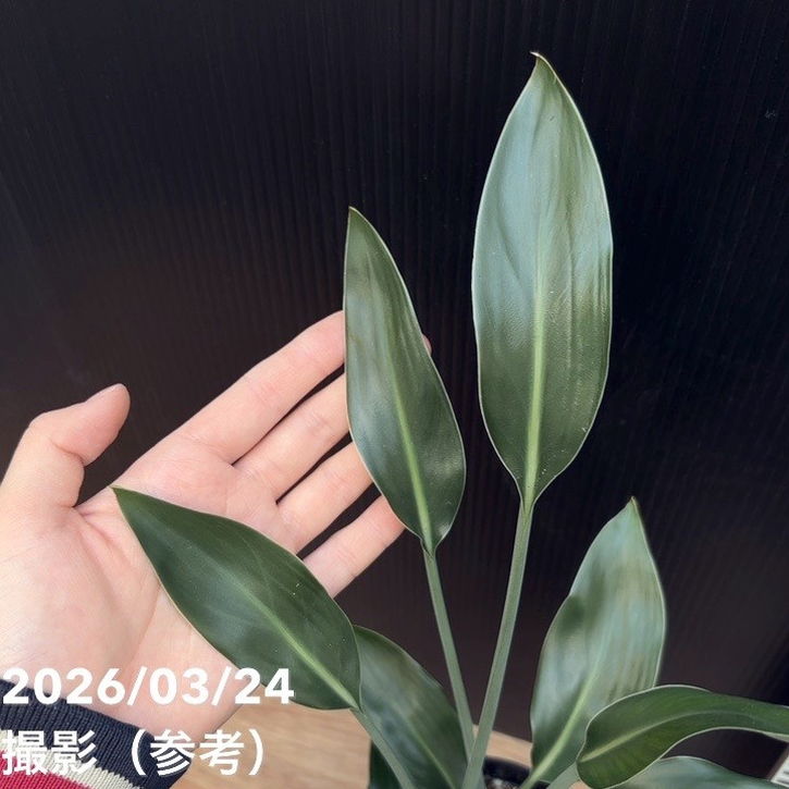 ストレリチア ユンケア 3.5号ロング｜観葉10-TU | 観葉・多肉 | 赤塚