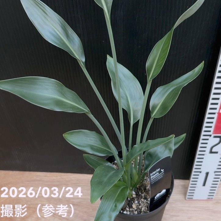 ストレリチア ユンケア 3.5号ロング｜観葉10-TU | 観葉・多肉 | 赤塚