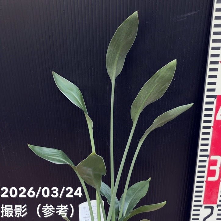 ストレリチア ユンケア 3.5号ロング｜観葉10-TU | 観葉・多肉 | 赤塚