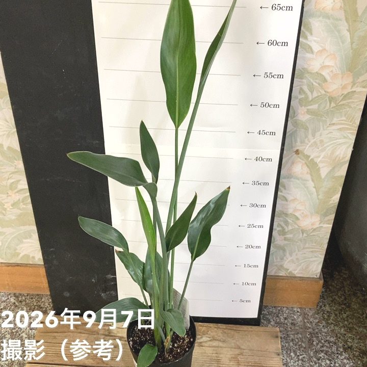 ストレリチア ユンケア 3.5号ロング|観葉04-PA