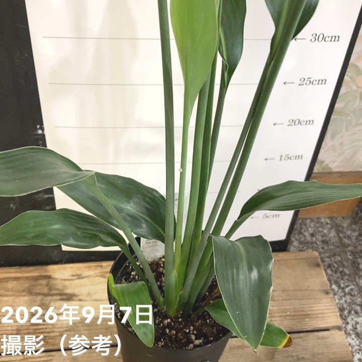 ストレリチア ユンケア 3.5号ロング|観葉04-PA