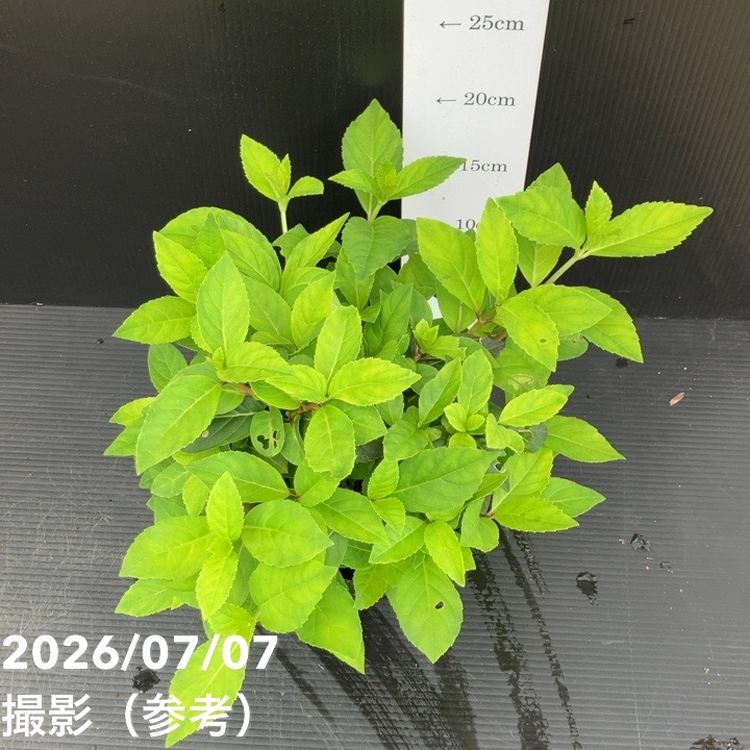 決算P5倍！10%OFF！8/2まで】PW ラグランジア シャンデリーニ 5号