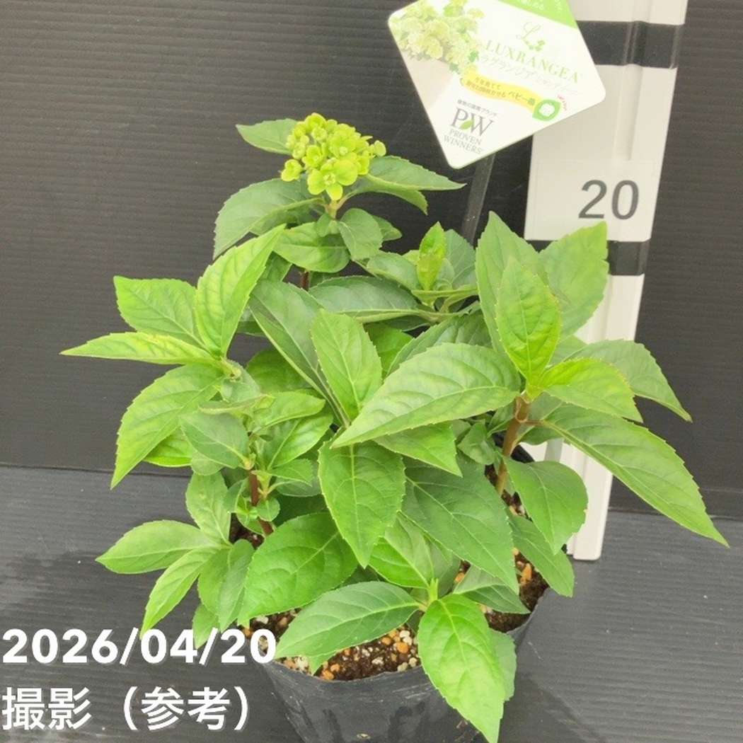 花菜！ PW ラグランジア シャンデリーニ 5号｜花木10-TU | 花木・庭木