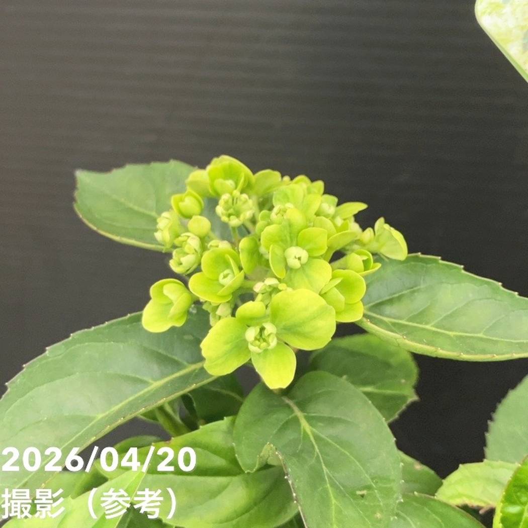 花菜！ PW ラグランジア シャンデリーニ 5号｜花木10-TU | 花木・庭木