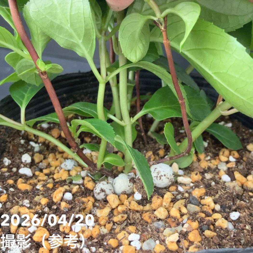 花菜！ PW ラグランジア シャンデリーニ 5号｜花木10-TU | 花木・庭木