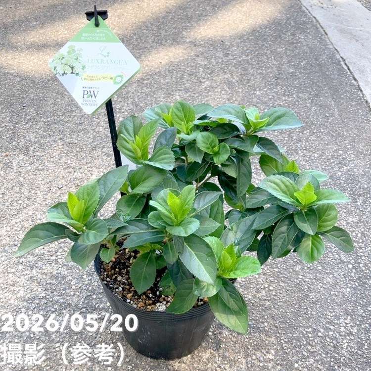 65周年記念セール】PW ラグランジア シャンデリーニ 5号｜花木10-TU