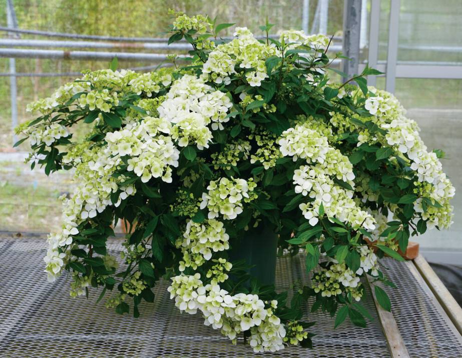 PW ラグランジア シャンデリーニ 5号｜花木10-TU | 花木・庭木