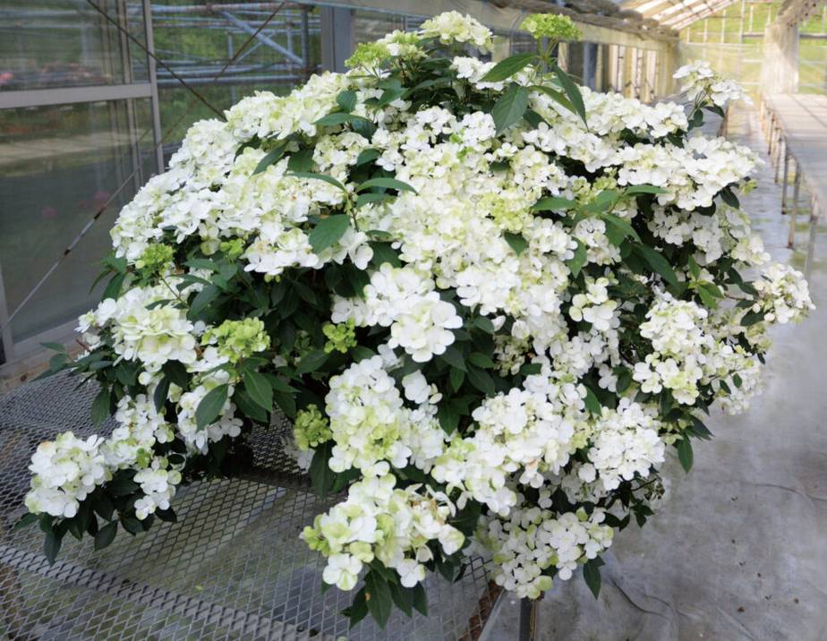 PW ラグランジア シャンデリーニ 5号｜花木10-TU | 花木・庭木