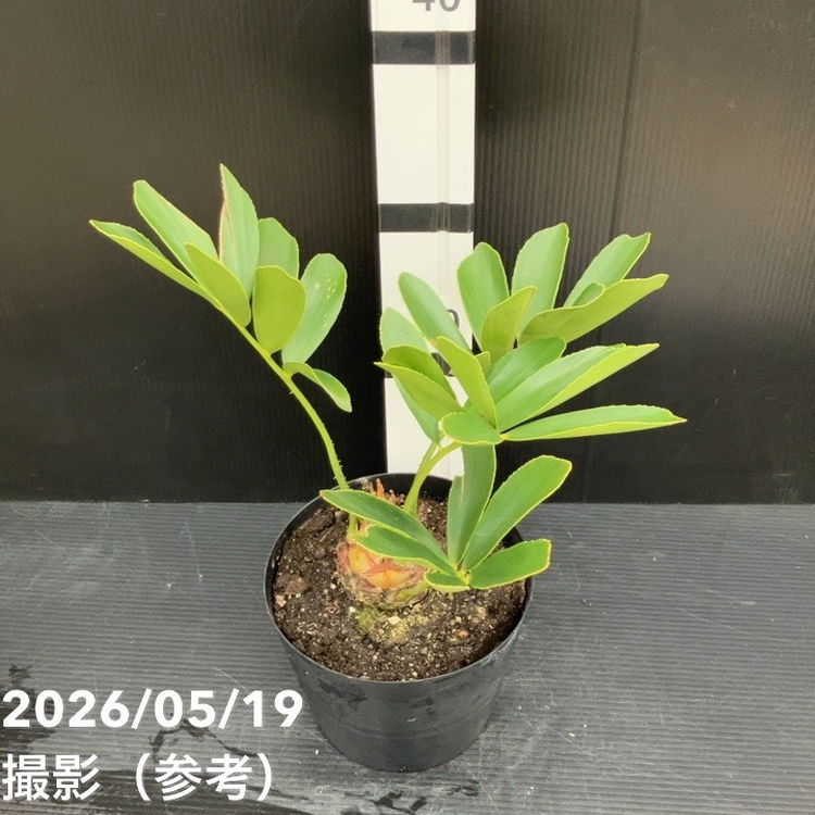 ザミア（ソテツ）6号 ｜観葉10-TU | 観葉・多肉,ソテツ類 | 赤塚植物園