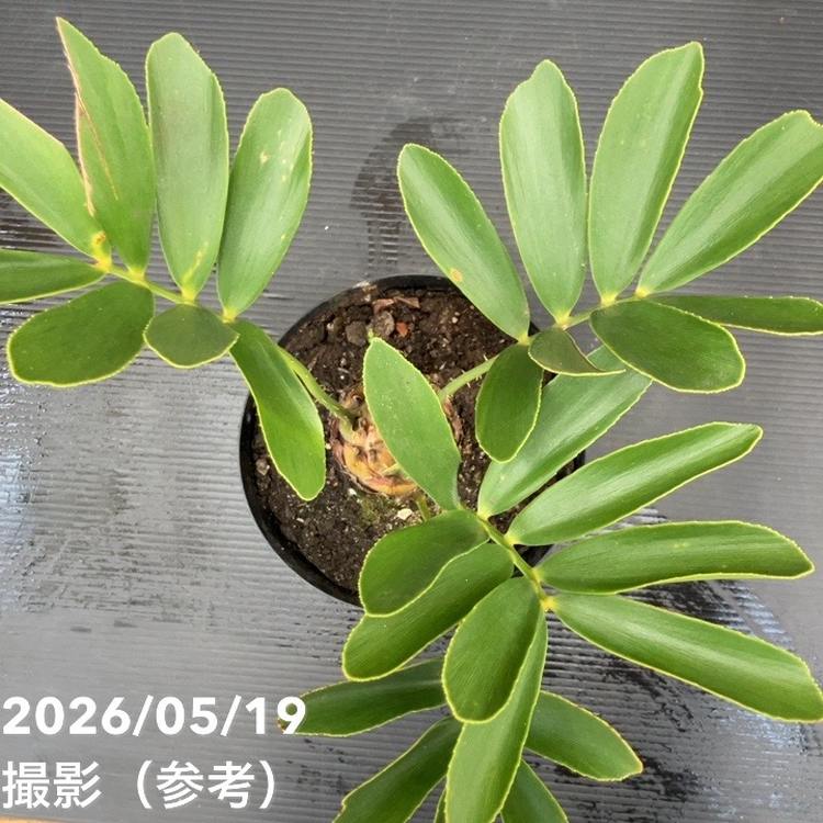 ザミア（ソテツ）6号 ｜観葉10-TU | 観葉・多肉,ソテツ類 | 赤塚植物園