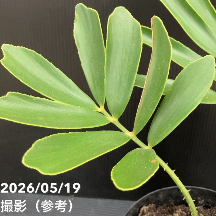 ザミア（ソテツ）6号 ｜観葉10-TU | 観葉・多肉,ソテツ類 | 赤塚植物園