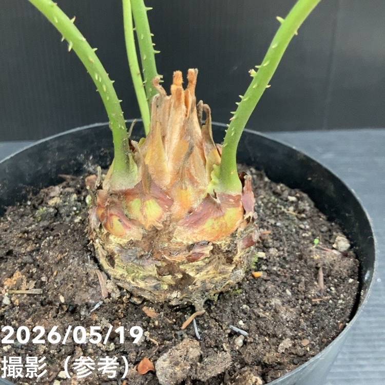 ガステリア エクセレサ 子株1つ付き 6号菊鉢 ガステリア エクセレサ 子株1つ付き 6号菊鉢