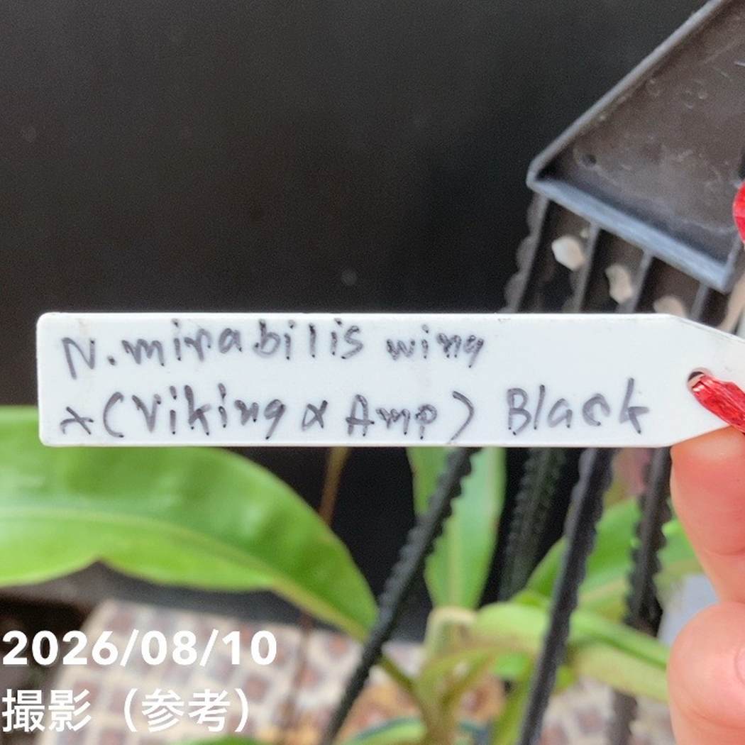 【現品お届け】食虫植物 ウツボカズラ N. mirabilis wingx(VikingxAmp) Black 5号吊り鉢(CA12)|観葉04-PA