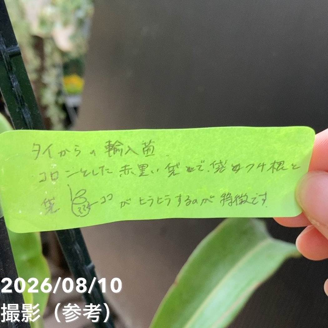 【現品お届け】食虫植物 ウツボカズラ N. mirabilis wingx(VikingxAmp) Black 5号吊り鉢(CA12)|観葉04-PA