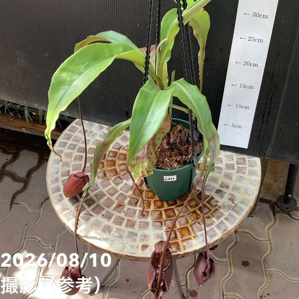 【現品お届け】食虫植物 ウツボカズラ N. mirabilis wingx(VikingxAmp) Black 5号吊り鉢(CA12)|観葉04-PA