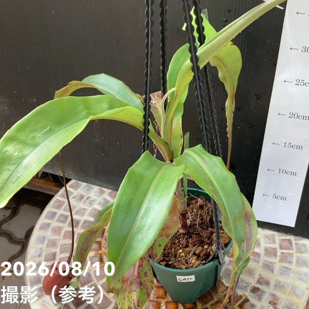 【現品お届け】食虫植物 ウツボカズラ N. mirabilis wingx(VikingxAmp) Black 5号吊り鉢(CA12)|観葉04-PA