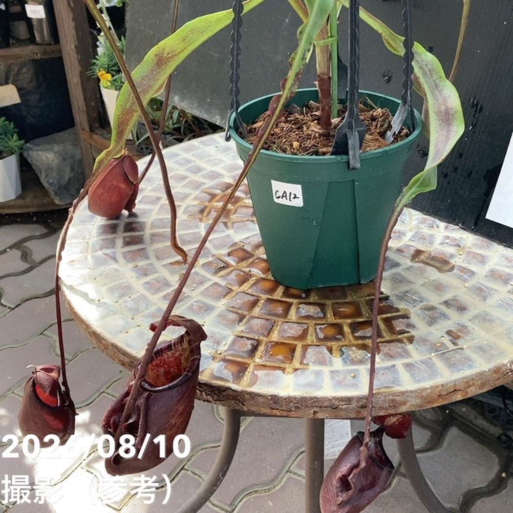 【現品お届け】食虫植物 ウツボカズラ N. mirabilis wingx(VikingxAmp) Black 5号吊り鉢(CA12)|観葉04-PA