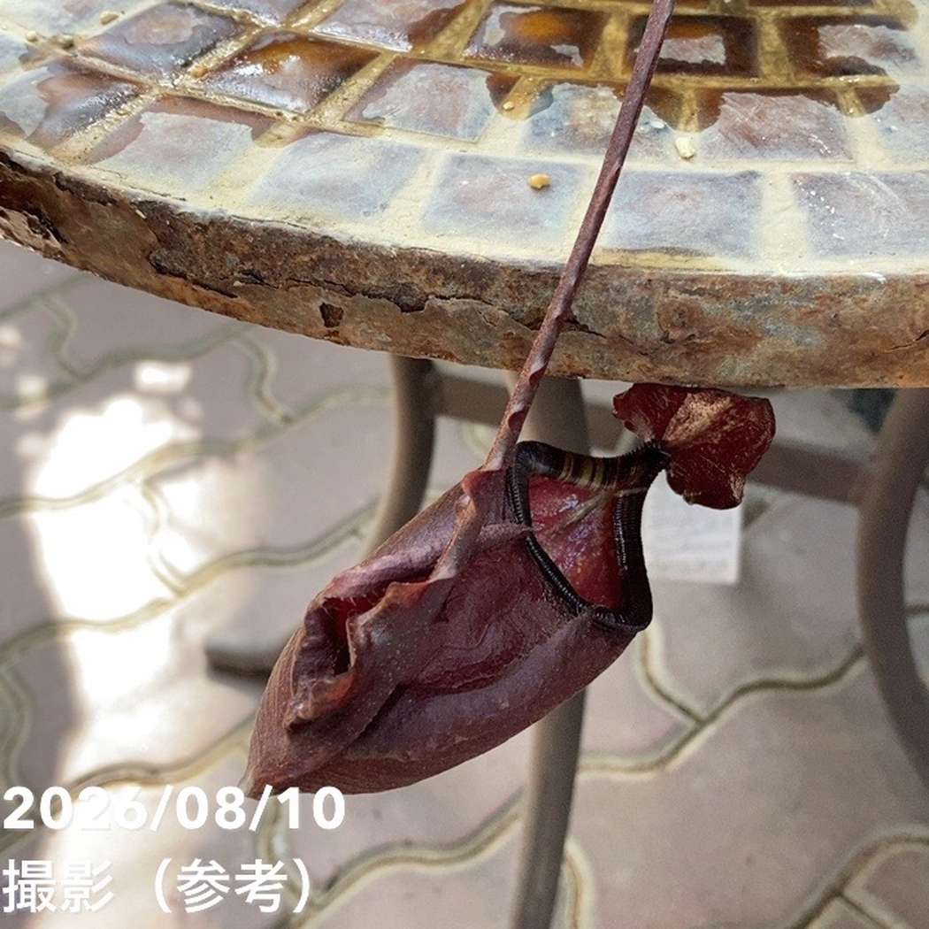 【現品お届け】食虫植物 ウツボカズラ N. mirabilis wingx(VikingxAmp) Black 5号吊り鉢(CA12)|観葉04-PA