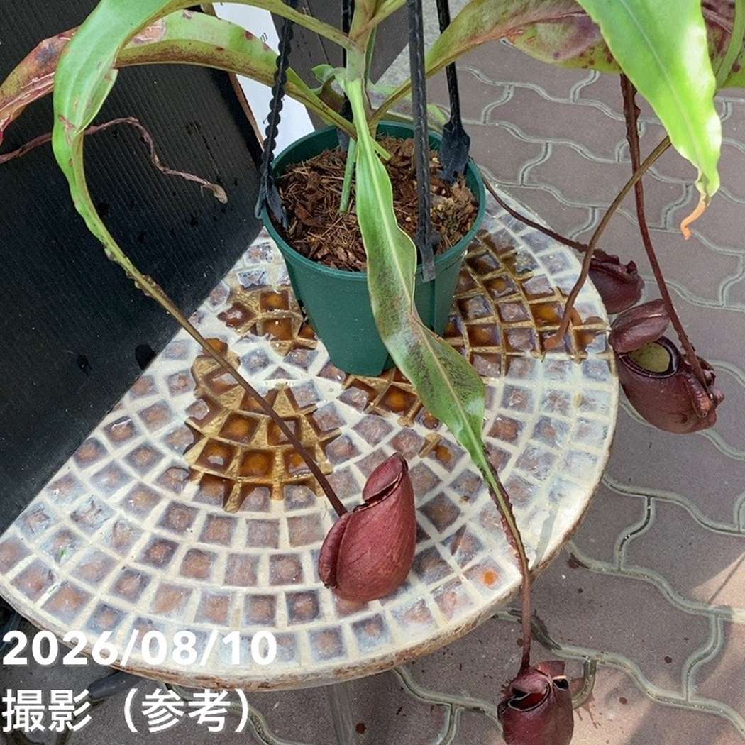 【現品お届け】食虫植物 ウツボカズラ N. mirabilis wingx(VikingxAmp) Black 5号吊り鉢(CA12)|観葉04-PA