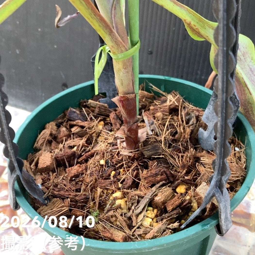 【現品お届け】食虫植物 ウツボカズラ N. mirabilis wingx(VikingxAmp) Black 5号吊り鉢(CA12)|観葉04-PA