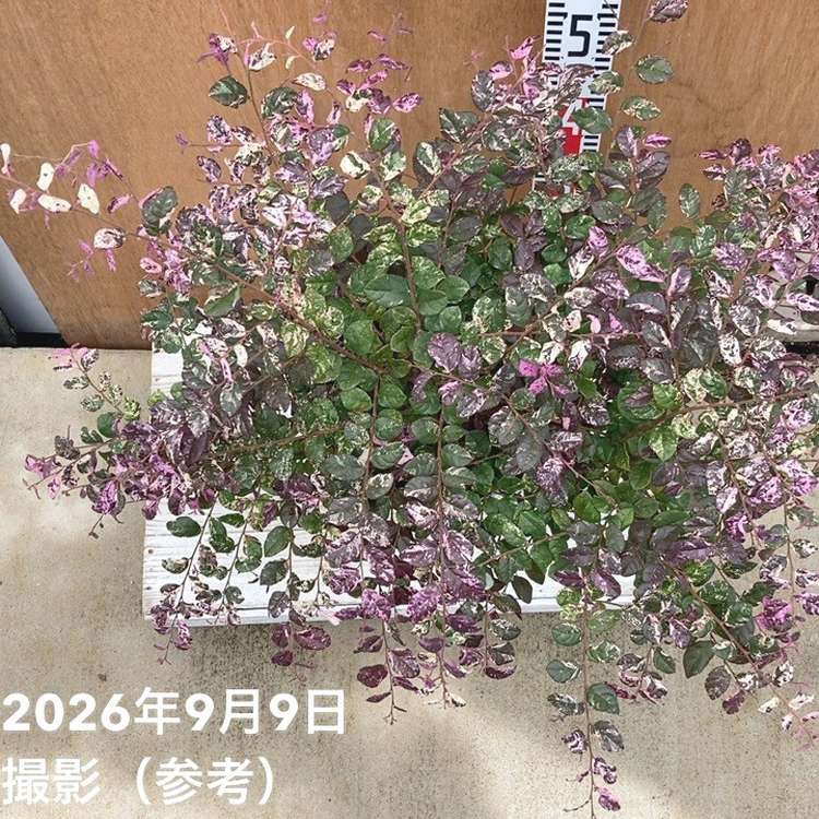 トキワマンサク 七彩 8号｜花木04-PA | 花木・庭木 | 赤塚植物園